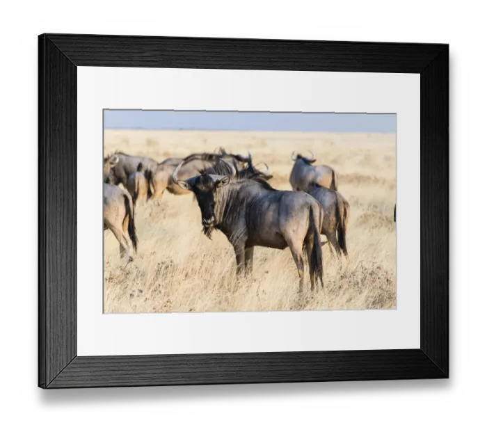 Framed Print : Herd of Blue Wildebeest on prairie grass -Connochaetes taurinus-, Etosha National Park, Namibia Framed Print : Herd of Blue Wildebeest on prairie grass -Connochaetes taurinus-, Etosha National Park, Namibia