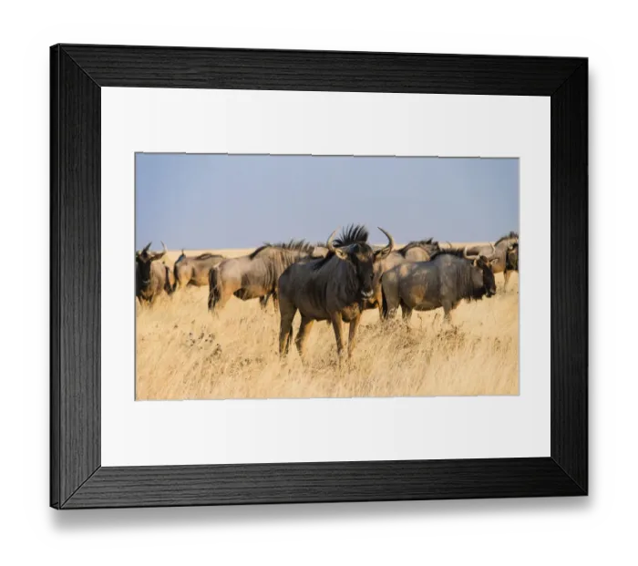 Framed Print : Herd of Blue Wildebeest on prairie grass -Connochaetes taurinus-, Etosha National Park, Namibia Framed Print : Herd of Blue Wildebeest on prairie grass -Connochaetes taurinus-, Etosha National Park, Namibia
