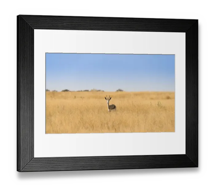 Framed Print : Springbok -Antidorcas marsupialis-, Etosha National Park, Namibia Framed Print : Springbok -Antidorcas marsupialis-, Etosha National Park, Namibia