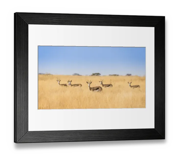 Framed Print : Springboks -Antidorcas marsupialis-, Etosha National Park, Namibia