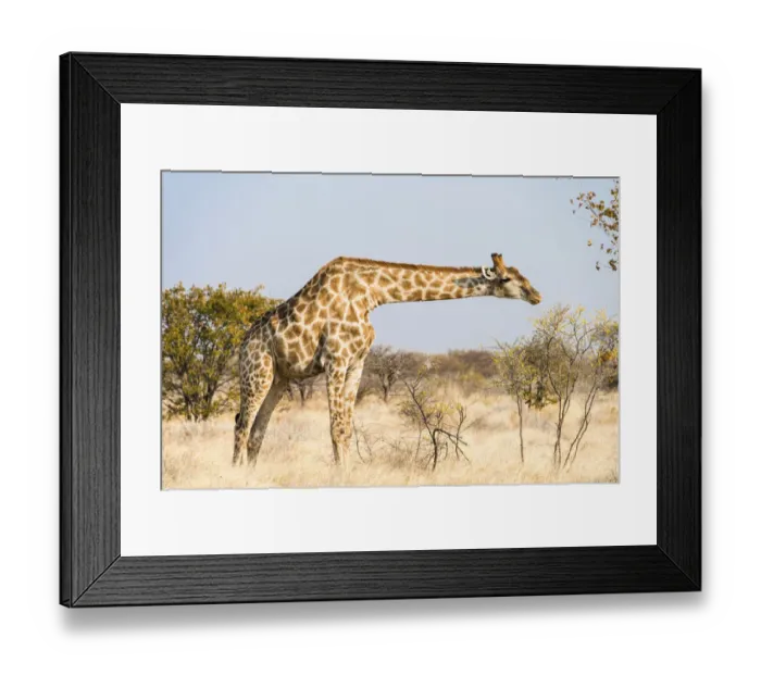 Framed Print : Giraffe -Giraffa camelopardalis-, Etosha National Park, Namibia Framed Print : Giraffe -Giraffa camelopardalis-, Etosha National Park, Namibia
