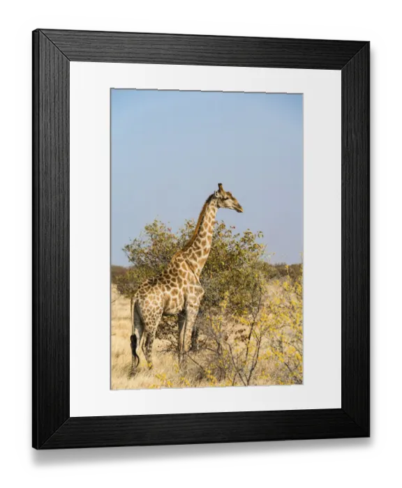Framed Print : Giraffe -Giraffa camelopardalis-, Etosha National Park, Namibia Framed Print : Giraffe -Giraffa camelopardalis-, Etosha National Park, Namibia