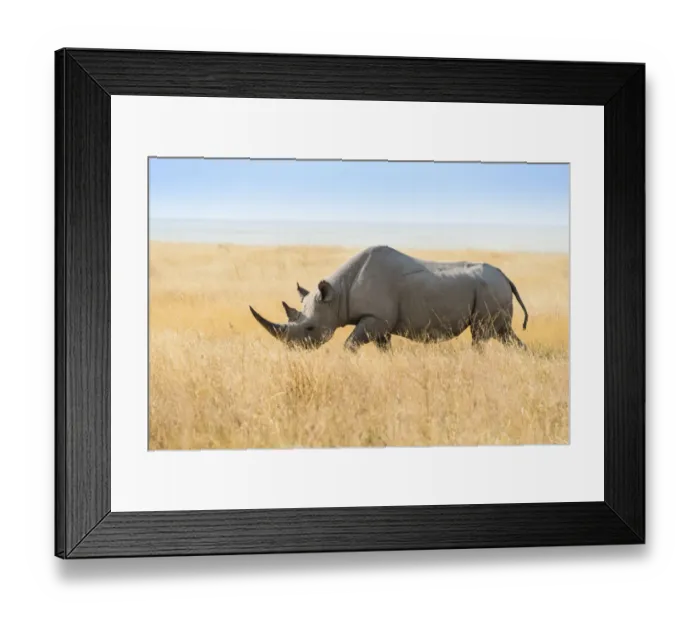 Framed Print : Black rhinoceros -Diceros bicornis-, Etosha Pan, Etosha National Park, Namibia