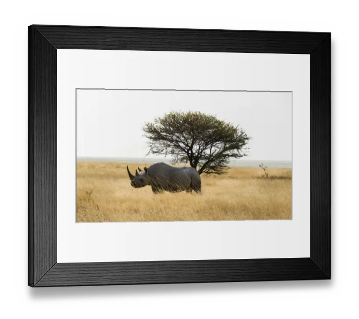 Framed Print : Black rhinoceros -Diceros bicornis-, Etosha Pan, Etosha National Park, Namibia Framed Print : Black rhinoceros -Diceros bicornis-, Etosha Pan, Etosha National Park, Namibia
