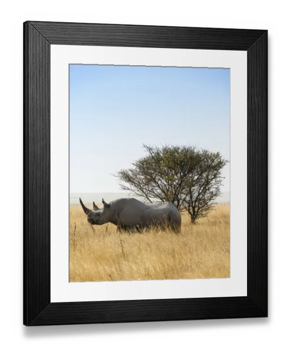 Framed Print : Black rhinoceros -Diceros bicornis-, Etosha National Park, Namibia Framed Print : Black rhinoceros -Diceros bicornis-, Etosha National Park, Namibia