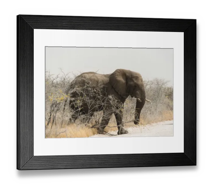 Framed Print : African Bush Elephant -Loxodonta africana-, bull crossing a road, Etosha National Park, Namibia Framed Print : African Bush Elephant -Loxodonta africana-, bull crossing a road, Etosha National Park, Namibia