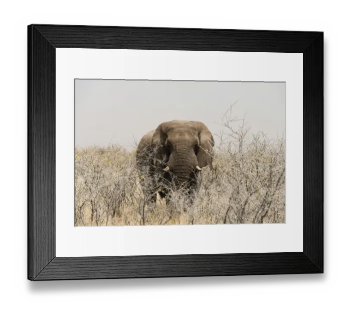 Framed Print : African Bush Elephant -Loxodonta africana-, bull standing between dry acacia bushes, Etosha National Park, Namibia Framed Print : African Bush Elephant -Loxodonta africana-, bull standing between dry acacia bushes, Etosha National Park, Namibia