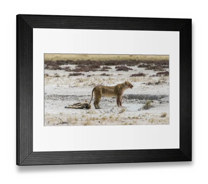 Framed Print : Lioness -Panthera leo- drinking at a waterhole in the Etosha Pan, Etosha National Park, Namibia Framed Print : Lioness -Panthera leo- drinking at a waterhole in the Etosha Pan, Etosha National Park, Namibia