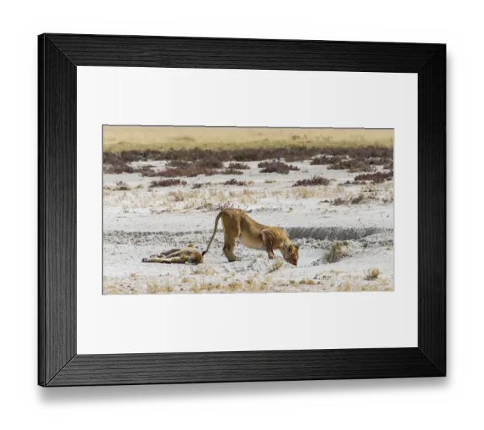 Framed Print : Lioness -Panthera leo- drinking at a waterhole in the Etosha Pan, Etosha National Park, Namibia Framed Print : Lioness -Panthera leo- drinking at a waterhole in the Etosha Pan, Etosha National Park, Namibia
