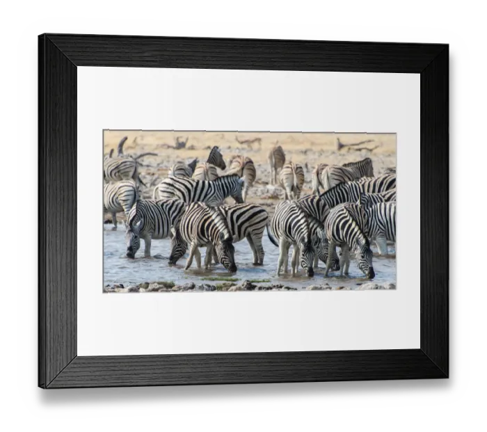 Framed Print : Burchells Zebras -Equus burchellii- drinking at a waterhole, Etosha National Park, Namibia Framed Print : Burchells Zebras -Equus burchellii- drinking at a waterhole, Etosha National Park, Namibia