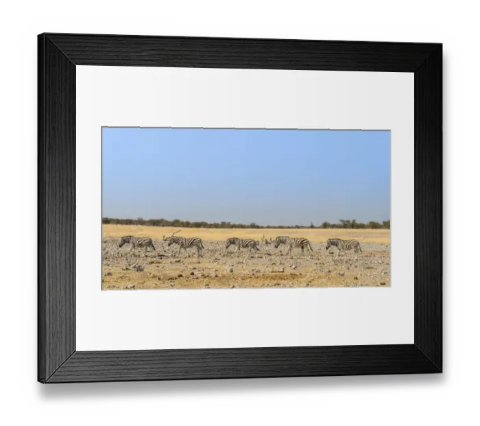 Framed Print : Burchells Zebras -Equus burchellii-, Etosha National Park, Namibia Framed Print : Burchells Zebras -Equus burchellii-, Etosha National Park, Namibia