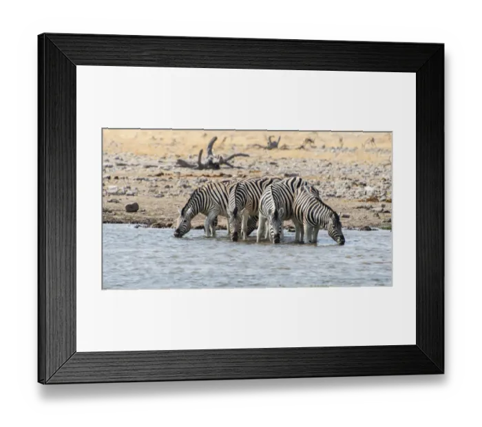 Framed Print : Burchells Zebras -Equus burchellii- drinking at a waterhole, Etosha National Park, Namibia Framed Print : Burchells Zebras -Equus burchellii- drinking at a waterhole, Etosha National Park, Namibia
