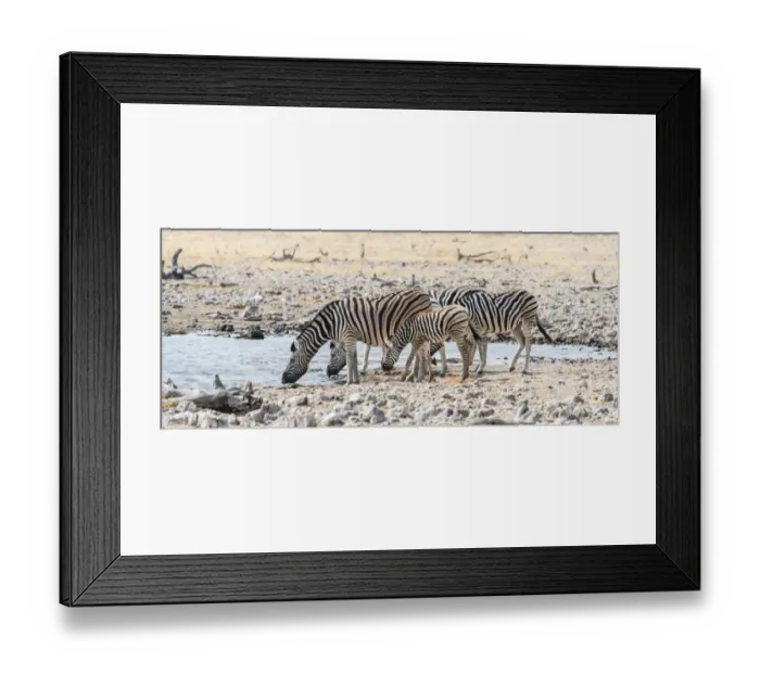 Framed Print : Burchells Zebras -Equus burchellii- drinking at a waterhole, Etosha National Park, Namibia Framed Print : Burchells Zebras -Equus burchellii- drinking at a waterhole, Etosha National Park, Namibia
