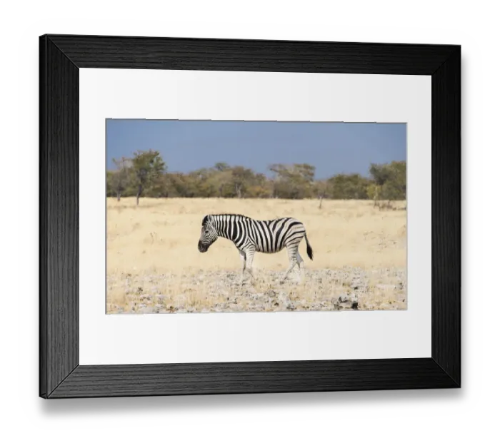 Framed Print : Burchells Zebra -Equus burchellii-, Etosha National Park, Namibia Framed Print : Burchells Zebra -Equus burchellii-, Etosha National Park, Namibia