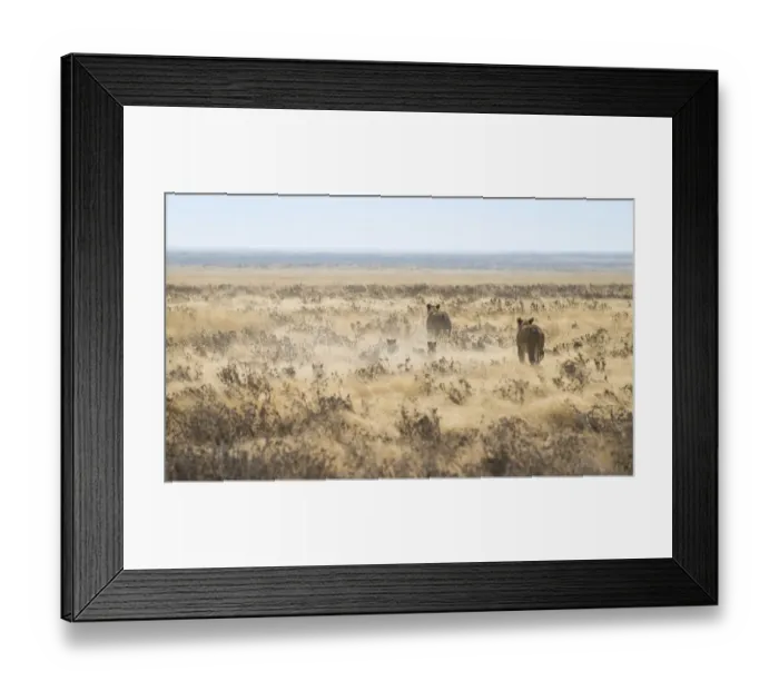 Framed Print : Lionesses -Panthera leo- with cubs running through the steppe, Etosha National Park, Namibia Framed Print : Lionesses -Panthera leo- with cubs running through the steppe, Etosha National Park, Namibia