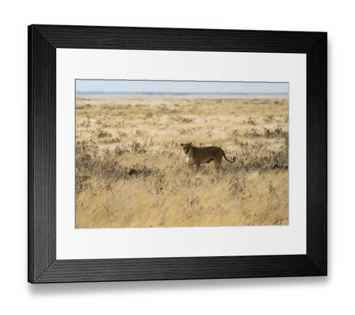Framed Print : Lioness -Panthera leo- with cubs in steppe, Etosha National Park, Namibia Framed Print : Lioness -Panthera leo- with cubs in steppe, Etosha National Park, Namibia