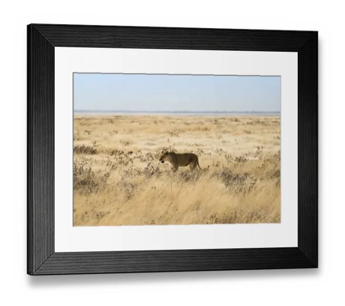 Framed Print : Lioness -Panthera leo- in steppe, Etosha National Park, Namibia Framed Print : Lioness -Panthera leo- in steppe, Etosha National Park, Namibia