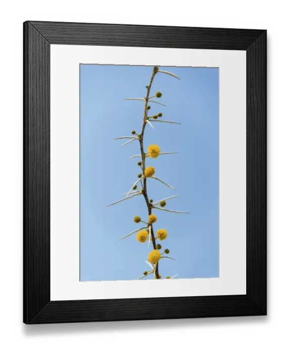 Framed Print : Yellow flowers, Camel Thorn or Giraffe Thorn -Acacia erioloba-, Etosha National Park, Namibia Framed Print : Yellow flowers, Camel Thorn or Giraffe Thorn -Acacia erioloba-, Etosha National Park, Namibia