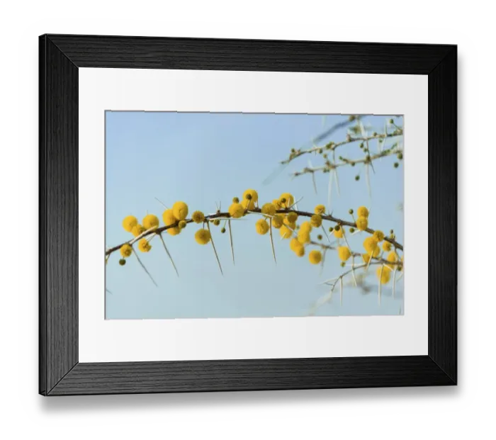 Framed Print : Yellow flowers, Camel Thorn or Giraffe Thorn -Acacia erioloba-, Etosha National Park, Namibia Framed Print : Yellow flowers, Camel Thorn or Giraffe Thorn -Acacia erioloba-, Etosha National Park, Namibia