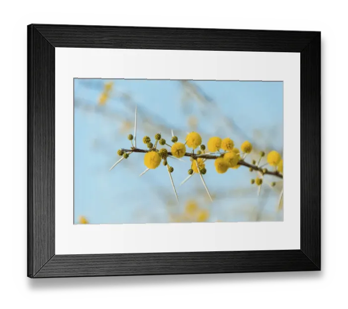 Framed Print : Yellow flowers, Camel Thorn or Giraffe Thorn -Acacia erioloba-, Etosha National Park, Namibia