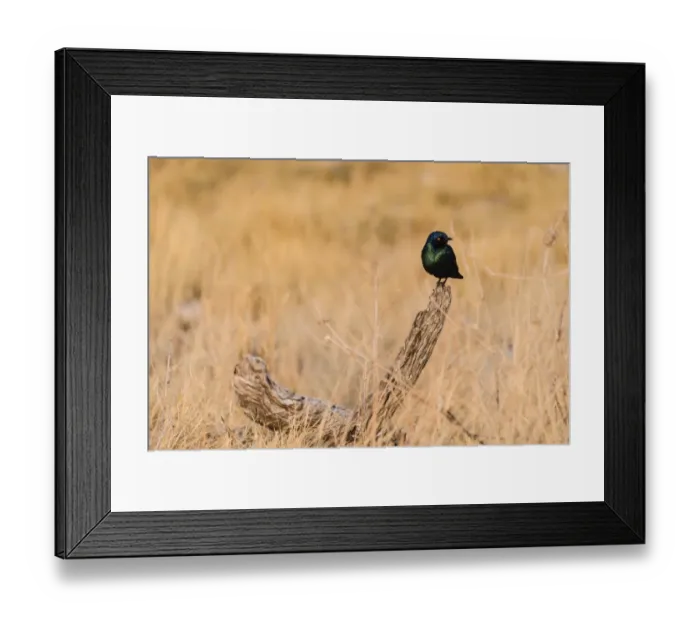 Framed Print : Cape Starling -Lamprotornis nitens-, Etosha National Park, Namibia Framed Print : Cape Starling -Lamprotornis nitens-, Etosha National Park, Namibia