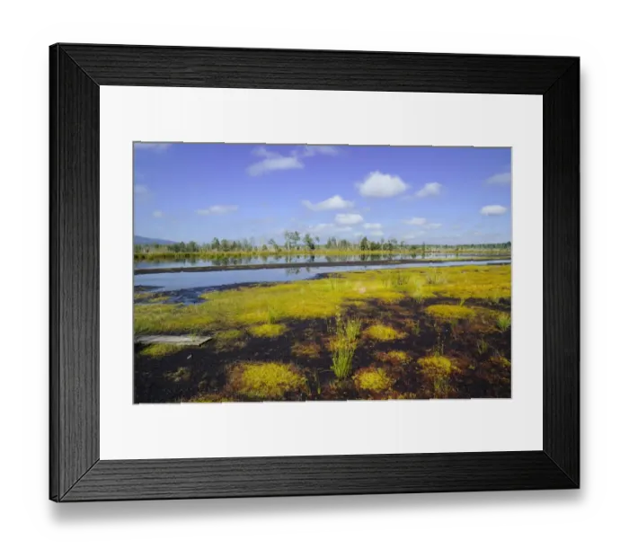 Framed Print : Sedimentation area with Flat-top Bogmoss -Sphagnum fallax- and Common Club-rush or Bulrush -Scirpus lacustris- in moorland ponds, former peat bog in glacial bog on the edge of the Alps, Nicklheim, Bavaria, Germany, Europe Framed Print : Sedimentation area with Flat-top Bogmoss -Sphagnum fallax- and Common Club-rush or Bulrush -Scirpus lacustris- in moorland ponds, former peat bog in glacial bog on the edge of the Alps, Nicklheim, Bavaria, Germany, Europe