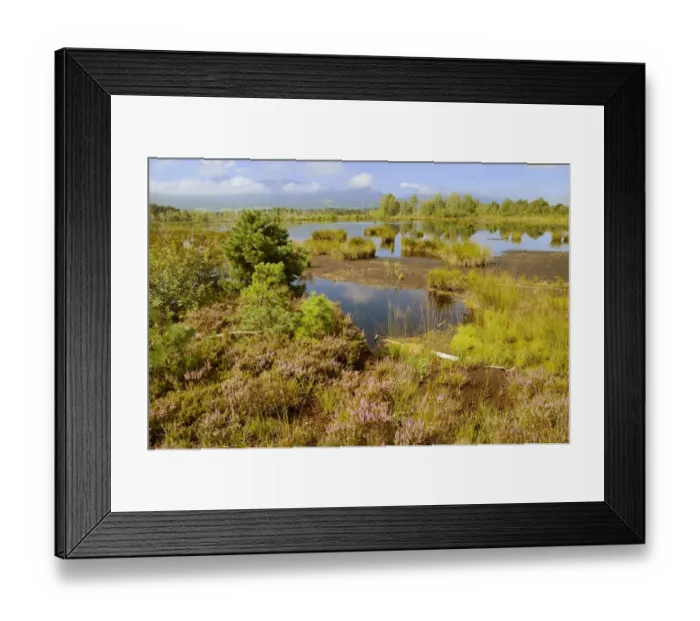 Framed Print : Moor landscape with flowering heather, bog on the edge of the Alps, Nicklheim, Bavaria, Germany, Europe Framed Print : Moor landscape with flowering heather, bog on the edge of the Alps, Nicklheim, Bavaria, Germany, Europe