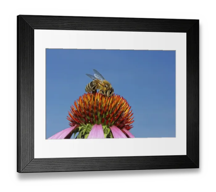 Framed Print : Honey bee -Apis sp. - on a Purple Coneflower -Echinacea purpurea-, Baden-Wuerttemberg, Germany, Europe Framed Print : Honey bee -Apis sp. - on a Purple Coneflower -Echinacea purpurea-, Baden-Wuerttemberg, Germany, Europe