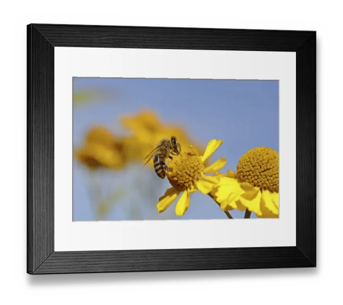 Framed Print : Honey bee -Apis sp. -, on a yellow daisy, Baden-Wuerttemberg, Germany, Europe