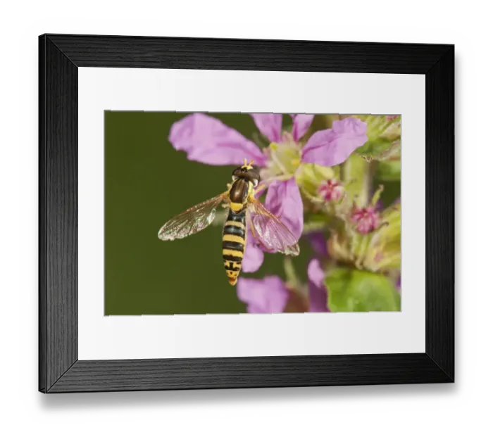 Framed Print : Common Hoverfly -Spaerophoria scripta-, female sucking nectar, Untergroeningen, Baden-Wuerttemberg, Germany, Europe Framed Print : Common Hoverfly -Spaerophoria scripta-, female sucking nectar, Untergroeningen, Baden-Wuerttemberg, Germany, Europe