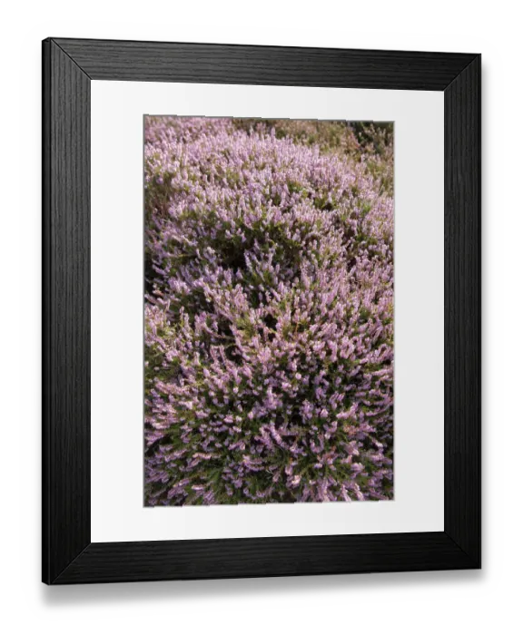 Framed Print : Heather -Calluna vulgaris-, Sylt, Sylt, Schleswig-Holstein, Germany Framed Print : Heather -Calluna vulgaris-, Sylt, Sylt, Schleswig-Holstein, Germany