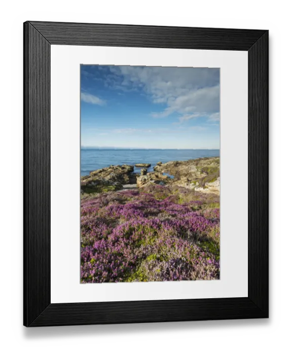 Framed Print : Rugged coastal landscape with flowering heather -Ericaceae- on the Moray Firth at Tarbat Ness, Scotland, United Kingdom, Europe Framed Print : Rugged coastal landscape with flowering heather -Ericaceae- on the Moray Firth at Tarbat Ness, Scotland, United Kingdom, Europe