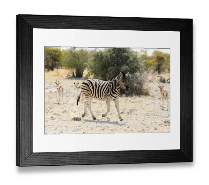 Framed Print : Plains Zebra -Equus quagga-, Etosha National Park, Namibia Framed Print : Plains Zebra -Equus quagga-, Etosha National Park, Namibia