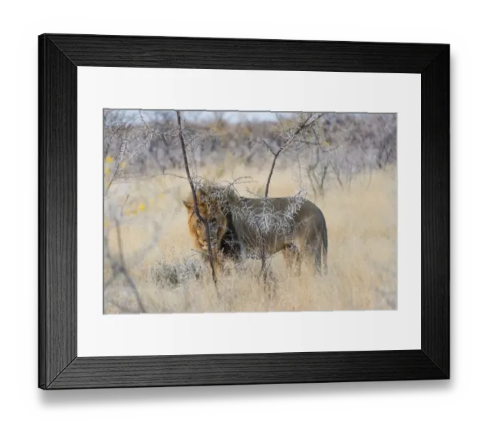 Framed Print : Lion -Panthera leo-, male with mane, Etosha National Park, Namibia Framed Print : Lion -Panthera leo-, male with mane, Etosha National Park, Namibia