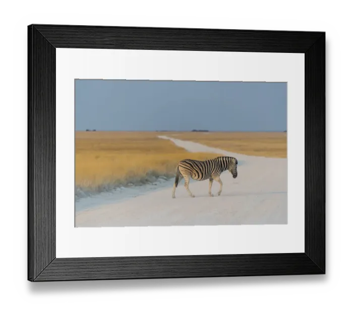 Framed Print : Plains Zebra -Equus quagga- crossing dirt road, Etosha National Park, Namibia Framed Print : Plains Zebra -Equus quagga- crossing dirt road, Etosha National Park, Namibia