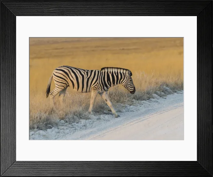 Framed Print : Plains zebra -Equus quagga-, Etosha National Park, Namibia Framed Print : Plains zebra -Equus quagga-, Etosha National Park, Namibia