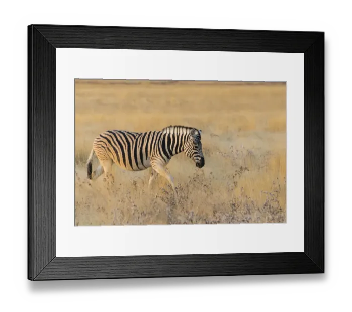 Framed Print : Plains zebra -Equus quagga-, Etosha National Park, Namibia Framed Print : Plains zebra -Equus quagga-, Etosha National Park, Namibia