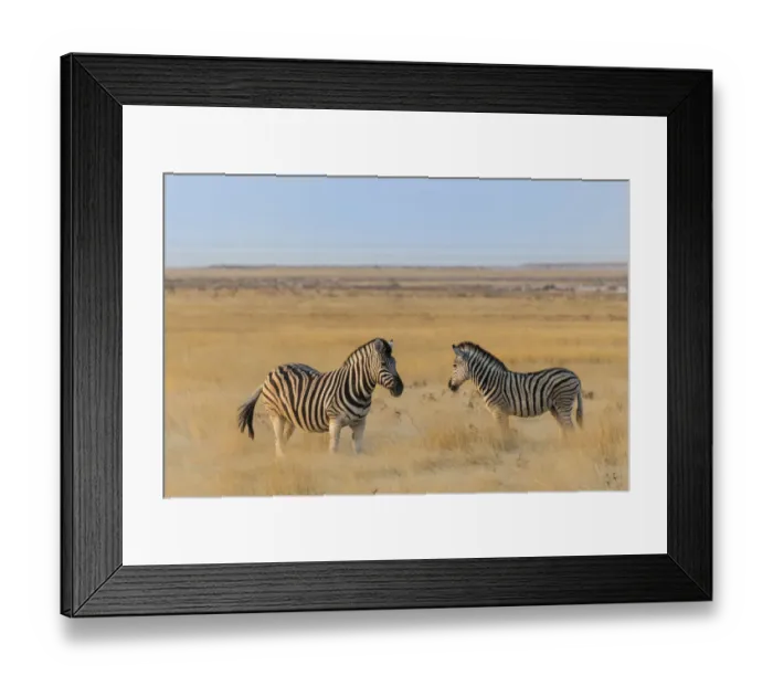 Framed Print : Plains zebras -Equus quagga-, Etosha National Park, Namibia Framed Print : Plains zebras -Equus quagga-, Etosha National Park, Namibia
