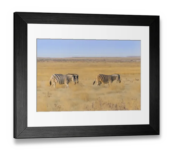 Framed Print : Plains zebras -Equus quagga-, Etosha National Park, Namibia Framed Print : Plains zebras -Equus quagga-, Etosha National Park, Namibia