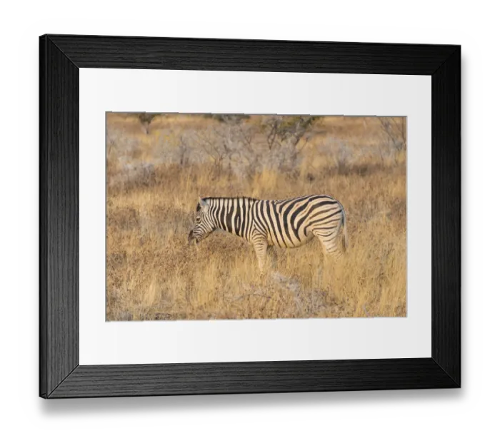 Framed Print : Plains zebra -Equus quagga-, Etosha National Park, Namibia Framed Print : Plains zebra -Equus quagga-, Etosha National Park, Namibia