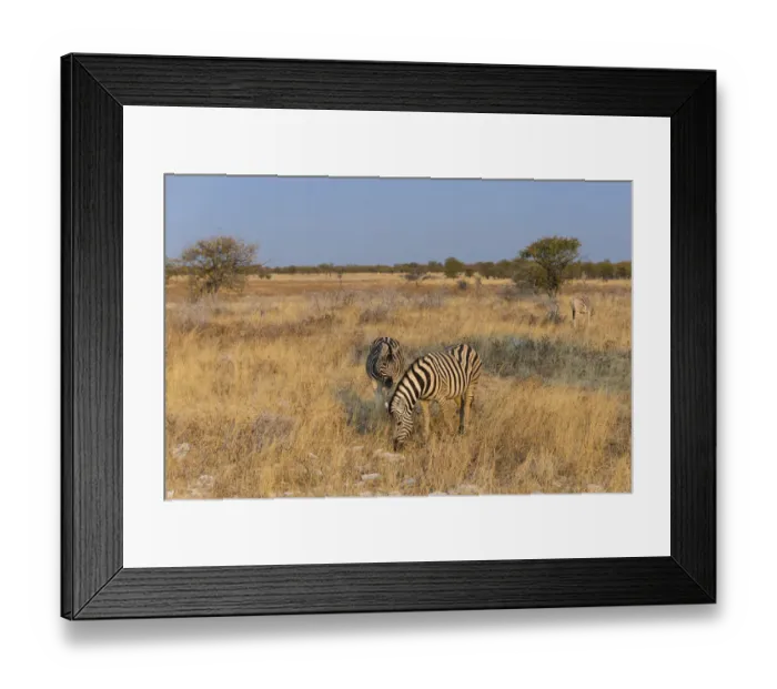 Framed Print : Plains zebras -Equus quagga-, Etosha National Park, Namibia Framed Print : Plains zebras -Equus quagga-, Etosha National Park, Namibia