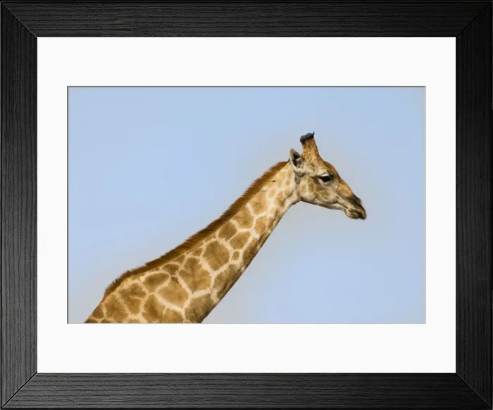 Framed Print : Giraffe -Giraffa camelopardalis-, Etosha National Park, Namibia Framed Print : Giraffe -Giraffa camelopardalis-, Etosha National Park, Namibia