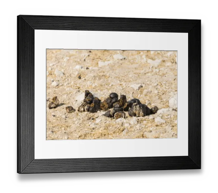Framed Print : Giraffe droppings -Giraffa camelopardalis-, Etosha National Park, Namibia Framed Print : Giraffe droppings -Giraffa camelopardalis-, Etosha National Park, Namibia