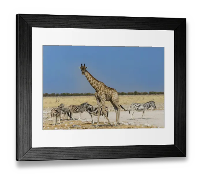 Framed Print : Giraffe -Giraffa camelopardalis- with Zebras, Etosha National Park, Namibia Framed Print : Giraffe -Giraffa camelopardalis- with Zebras, Etosha National Park, Namibia