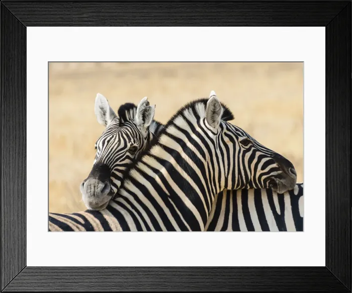 Framed Print : Plains Zebras -Equus quagga-, Etosha National Park, Namibia Framed Print : Plains Zebras -Equus quagga-, Etosha National Park, Namibia