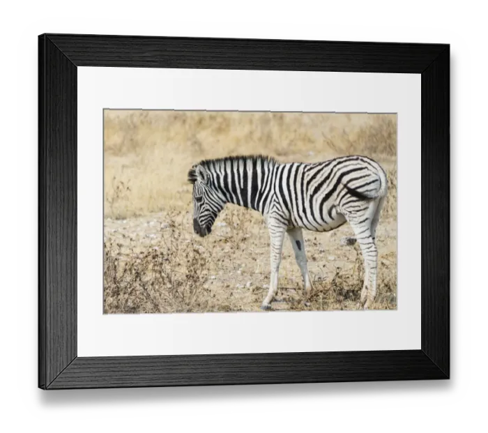 Framed Print : Young Burchells Zebra -Equus burchellii-, Etosha National Park, Namibia Framed Print : Young Burchells Zebra -Equus burchellii-, Etosha National Park, Namibia