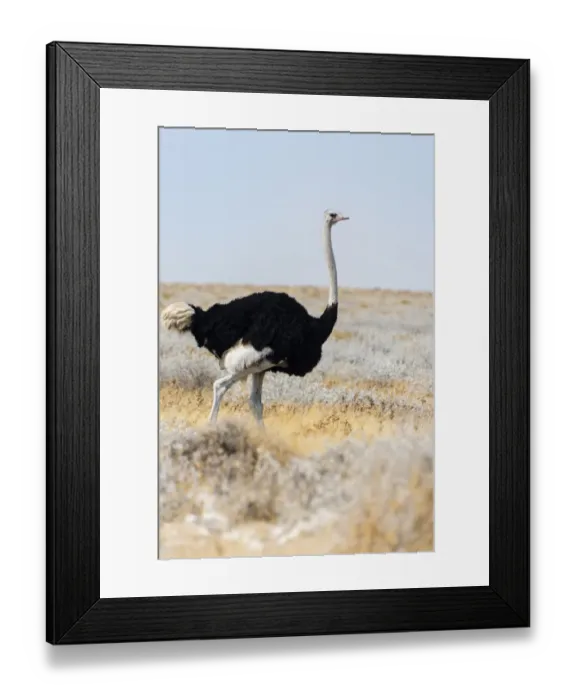 Framed Print : African ostrich -Struthio camelus-, Etosha National Park, Namibia Framed Print : African ostrich -Struthio camelus-, Etosha National Park, Namibia