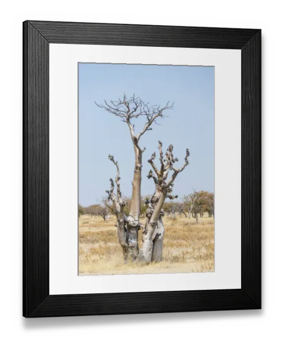 Framed Print : Moringa -Moringa ovalifolia-, Etosha National Park, Namibia Framed Print : Moringa -Moringa ovalifolia-, Etosha National Park, Namibia
