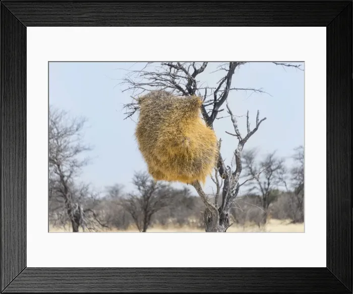 Framed Print : Nesting colony of the Sociable Weaver -Philetairus socius- in a tree, Etosha National Park, Namibia Framed Print : Nesting colony of the Sociable Weaver -Philetairus socius- in a tree, Etosha National Park, Namibia