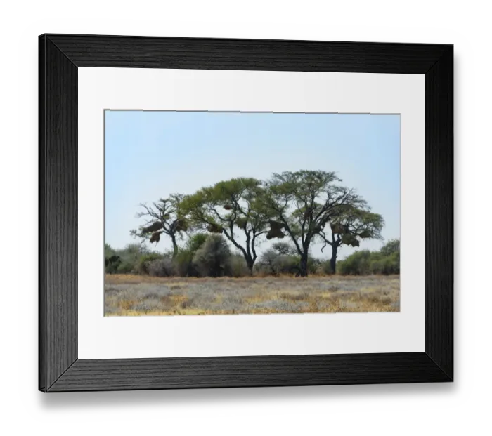 Framed Print : Trees with nesting colony of the Sociable Weaver -Philetairus socius-, Etosha National Park, Namibia Framed Print : Trees with nesting colony of the Sociable Weaver -Philetairus socius-, Etosha National Park, Namibia